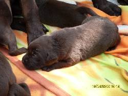 Vendo hermosos labradores chocolate Medllin, Colombia