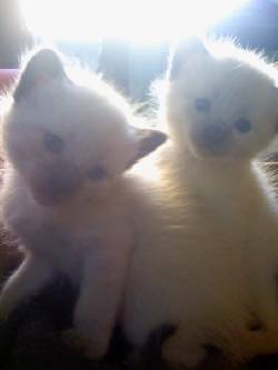 vendo expectaculares gatitos siames BOGOTA, COLOMBIA