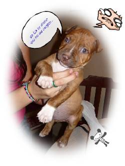 vendo hermoso pit bull- cali, colombia