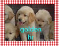 Golden Retriver espectaculares y excelentes  bogota, colombia