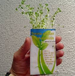 Tarjeta plantable - Semillas de mostaza Medellin, Colombia