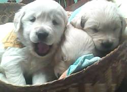 MAGNIFICOS CACHORROS GOLDEN CON Y SIN REGISTRO! bogota, colombia