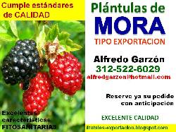 Semillas MORA semillero PLNTULAS plantas vivero Bogota, Colombia