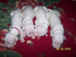 DOGOS ARGENTINOS CALI VENDO CACHORRAS DOGOS ARGENT Cali, Colombia