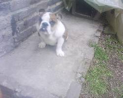 VENDO BULLDOG INGLES HEMBRA DE 8 MESES DUITAMA, COLOMBIA