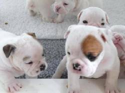 lindo Bulldog Ingls cachorros para su aprobacin Guayas, Colombia