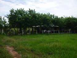 VENTA DE FINCA GANADERA NEIVA, COLOMBIA