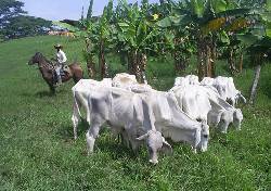 Ganado Brahman Blanco cali, colombia