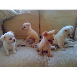 Tenemos tres hermosos beb�s chihuahua pedigr�  La Mancha , Espa�a.