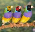 pajaros exoticos cucuta, colombia