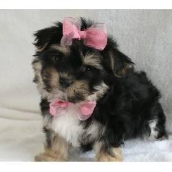 Tiny Beautiful Yorkie puppy for adoption Ant. Guatemala, Ant. Guatemala