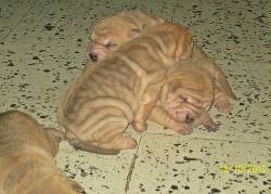 SHAR PEI MACHOS CACHORROS   EN VENTA POPAYAN, colombia