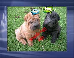 SHAR PEI CACHORROS MACHOS Y HEMBRAS 100% PUROS bogota, colombia