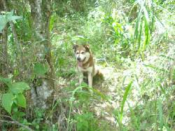 BUSCO NOVIA CALI, COLOMBIA