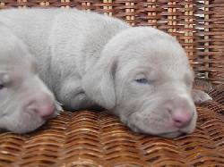 Weimaraner, Braco de Weimar Medellin, Colombia
