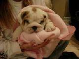 muy lindo bulldog ingles para adopcion adrian, estado unidos