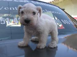 SCHNAUZER BLANCO MINIATURA Medellin, Colombia