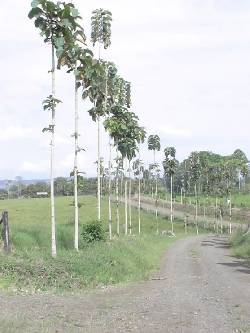 Reforestacin con teca Pereira, Colombia