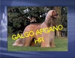 afganos cachorros vendo DOGS PLANET +*+*+*+*+*+*++ bogota, colombia