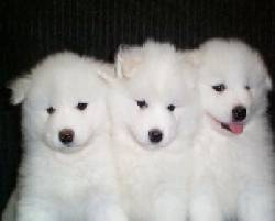 SAMOYEDOS ESPECTACULARES DE DOS MESES  bogota, colombia
