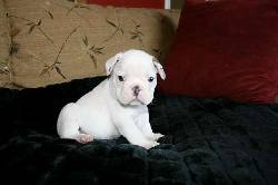 Preciosos cachorros bulldog francs para su aproba cali, Colombia