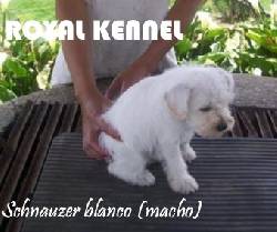 ADORABLES SCHNAUZER BLANCOS DE ROYAL KENNEL  BOGOTA, COLOMBIA