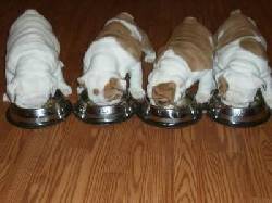 Ingls cachorros bulldog para su adopcin. other, espana