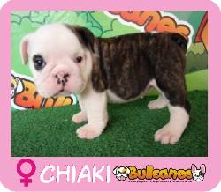 Bulldog Divinos solo en bullcanes!! Medellin, Colombia