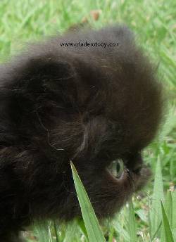 Venta Gatos Persa Medellin, Colombia