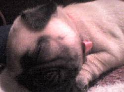 Pug Carlino  bogota, colombia
