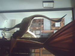 Vendo cisnes en cobre, esculturas hermosas para un Medellin, Colombia