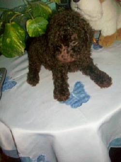Macho de Caniche toy marron chocolate  Buenos Aires, Argentina