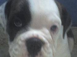 HERMOSOS CACHORROS BULLDOG cali, colombia