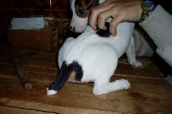 Vendo ultimo cachorrito jack rusell terrier popayan, colombia