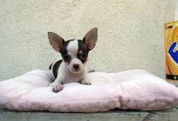 Chihuahua cachorro para su aprobacin Graurheindorfer, Espaa.