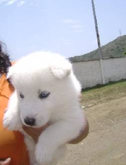 LOBITO SIBERIANO BLANCO DE OJITOS AZULES  EN VENTA CALI, COLOMBIA