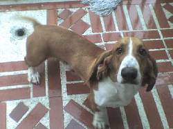 busco novia urgentemente cali, colombia