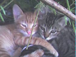 gatitos y gatitas Ramos Mejia, Argentina