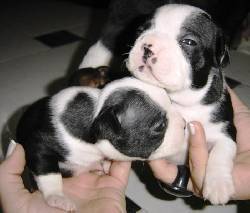 VENDO CACHORROS BOSTON TERRIER medelln, colombia