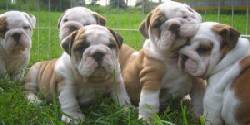 Cachorros Buldog Ingles (Macho y Hembra) Cana, Mesa