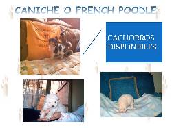 CACHORROS MINITACITAS DE CRIADERO GARANTIZADOS BOGOTA, COLOMBIA