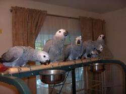 loros para la venta tenerife, espana