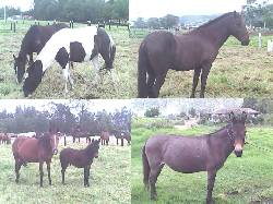 VENTA DE CABALLOS PARA TODOS LOS GUSTOS Y DE TODOS LOS  BOGOTA, colombia