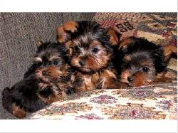 Adorable Yorkie Puppy Copa T� Para Adopci�n chicago, usa