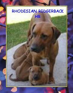 RHODESIAN RIDGERBACK CACHORROS VENDO  bogota, colombia