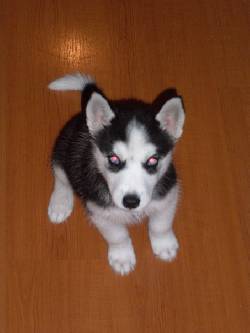 CACHORRITOS LOBOS SIBERIANOS Y ALASKA MALAMUTE  CALI, COLOMBIA