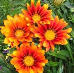 FLORES POR SUSCRIPCION Medellin, Colombia