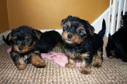Yorkie cachorros disponibles para la venta Madrid, espana
