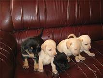 vedo cachorros de labrador cali , colombia