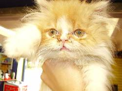 VENDO HERMOSOS GATICOS PERSAS,ANGORAS, SIAMES,HIMA bogota, colombia